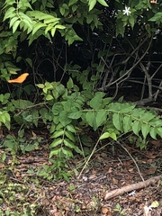 Dryas iulia