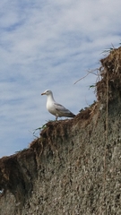 Larus argentatus