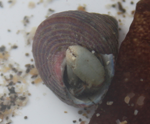 Pagurus hirsutiusculus