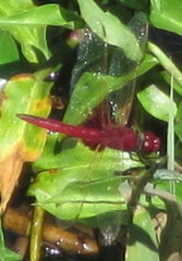 Urothemis assignata