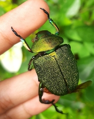 Chrysophora chrysochlora