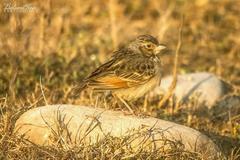 Mirafra assamica