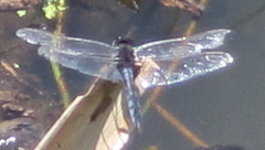 Urothemis edwardsii
