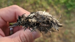 Mniotilta varia