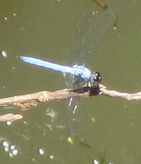 Chalcostephia flavifrons