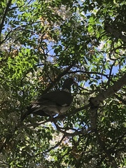 Columba palumbus