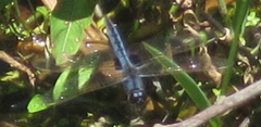 Urothemis edwardsii