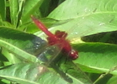 Urothemis assignata