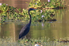 Ardea humbloti
