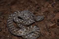 Hypsiglena ochrorhynchus klauberi