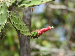 Opuntia inaperta