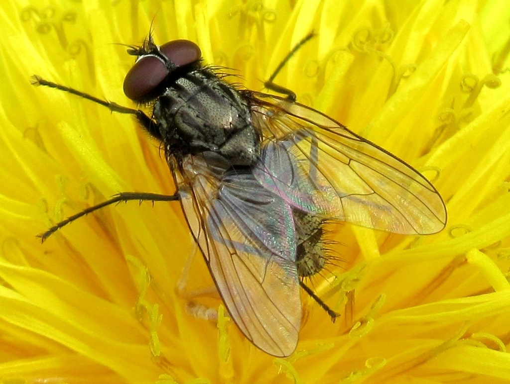Phaonia meigeni