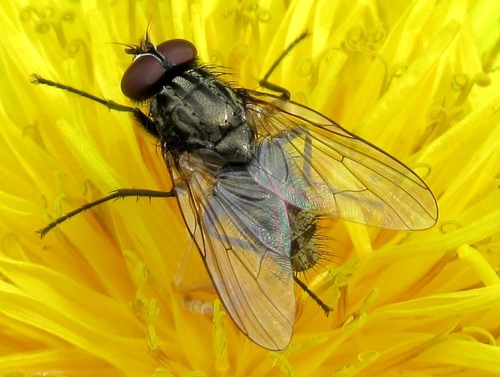 Phaonia meigeni