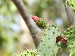 Opuntia inaperta