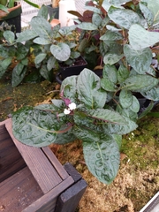 Hemigraphis alternata