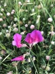 Lathyrus