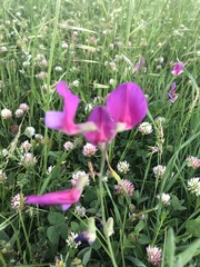 Lathyrus