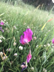 Lathyrus