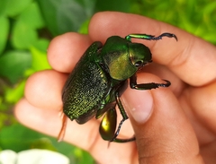 Chrysophora chrysochlora