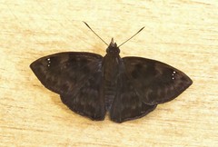 Nisoniades