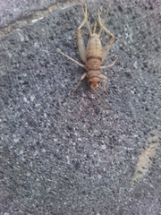 Gryllodes sigillatus