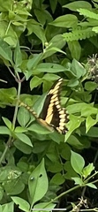 Heraclides cresphontes