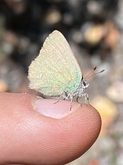 Callophrys dumetorum