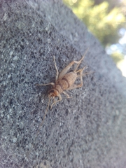Gryllodes sigillatus