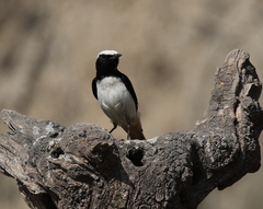 Oenanthe lugentoides