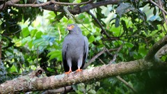 Helicolestes hamatus