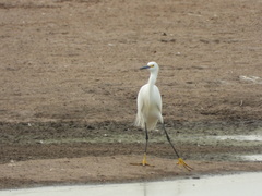 Egretta thula