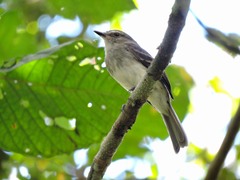 Cnemotriccus fuscatus