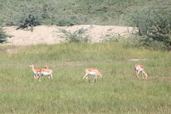 Antilope cervicapra