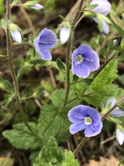 Veronica chamaedrys