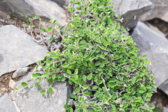 Cotoneaster creticus