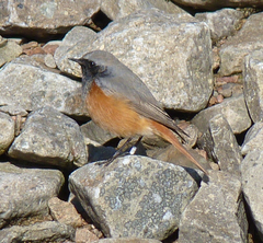 Phoenicurus ochruros phoenicuroides