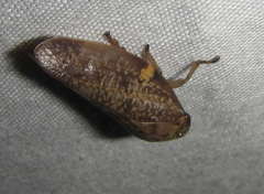 Ptyelus grossus