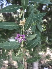 Lycium barbarum