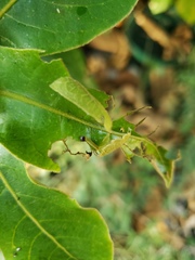 Anastrus sempiternus sempiternus