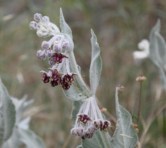 Asclepias californica californica