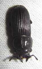 Nigidius delegorguei