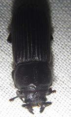 Nigidius delegorguei