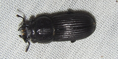 Nigidius delegorguei