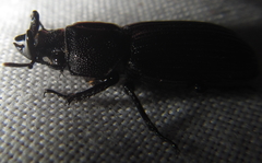 Nigidius delegorguei