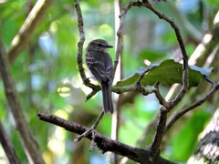 Cnemotriccus fuscatus