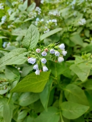 Symphytum caucasicum