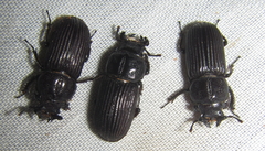 Nigidius delegorguei