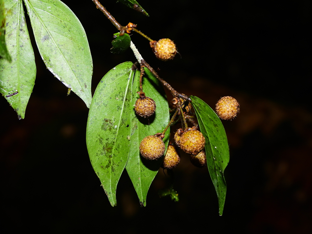 (Cynometra parvifolia) - Botanical Realm