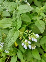 Symphytum caucasicum