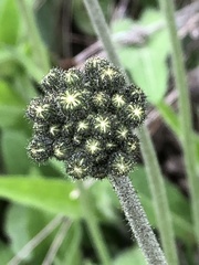Pilosella caespitosa
